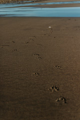 footprints on the beach
