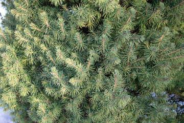 green branches of a furtree