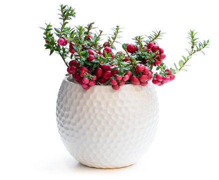 Gaultheria mucronata plant in pot isolated on white