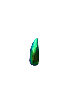 One wing of Jewel beetle Metallic wood-boring beetle Buprestid. Isolated.