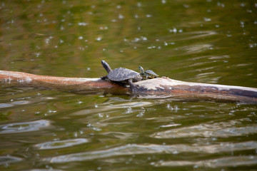 Turtles on a log