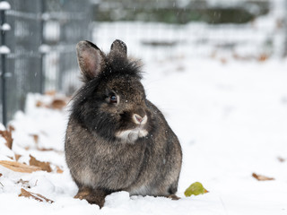 A brown dwarf rabbit sitting in the snow