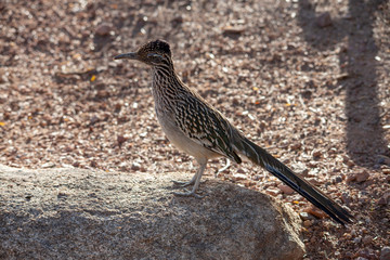 Fototapeta premium Roadrunner on alert