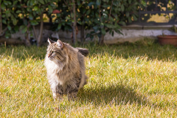 Naklejka na ściany i meble Male tabby cat outdoor, siberian purebred pet in relax in a garden