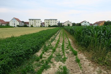 Fototapeta na wymiar Feldweg im Maisfeld in Filderstadt-Harthausen