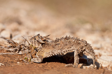 Texas horned lizard