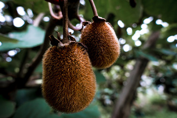 kiwi fruits