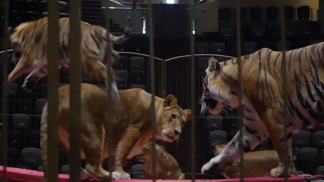 Tigers in the circus arrange the show