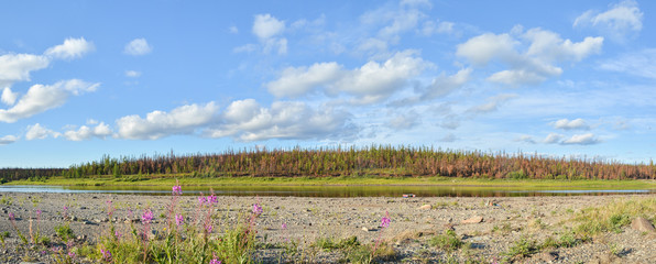 Fototapeta premium Panorama of the northern river.