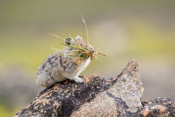 Pika high in the Beartooth Mountains of Wyoming