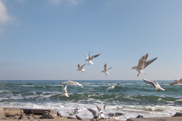 Seashore and the beach and the sea on a sunny spring day.