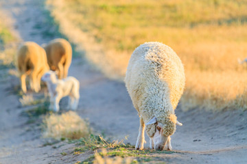 a sheep grazes on the road in the rays of the sun