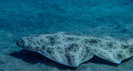 Angel shark swimming over the sand. Squatina squatina in the sand