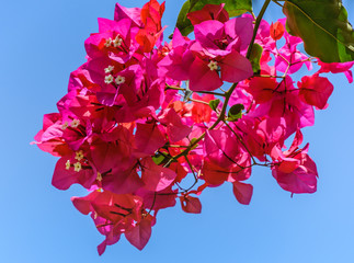Pink Bougainvillea Flowers
