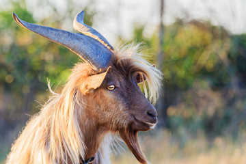 goat with big horns and beard
