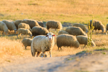 sheep graze on a hill in the rays of the setting sun