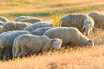 sheep graze on the field in the rays of the sun