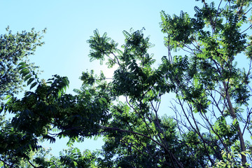 palm trees on blue sky. sunlight