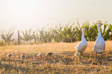 white geese family at sunset with sunny hotspot