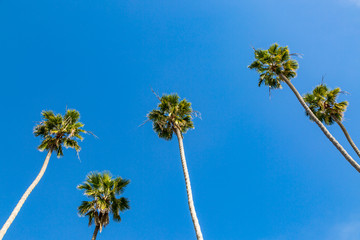 Obraz premium Tall palm trees against a clear blue sky