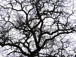 Bare tree branches silhouette