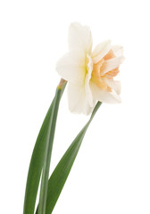One white daffodil.