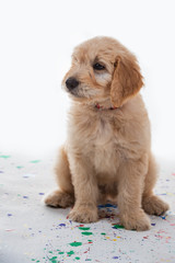 Cute goldendoodle puppy studio shot with a shallow depth of field and copy space