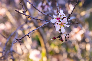 cherry tree blossom