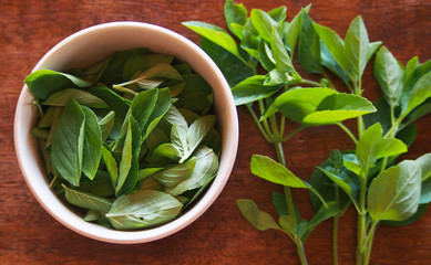 Fresh basil leaves in a bowl