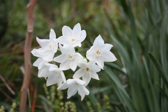 spring flowers sprout spontaneously in the bush