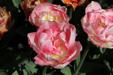 pink tulip in garden