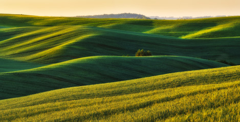 Obraz premium hilly field. picturesque spring field. Agriculture