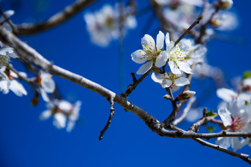 spring cherry blossom