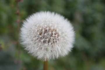 soft solitary dandelion flower in the bush