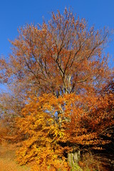 Fototapeta premium Eiche im Herbst, Andechs, Bayern, hochkant