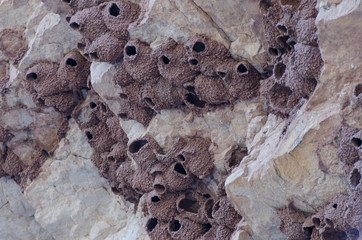Bird Nests On High Desert Cliff Face