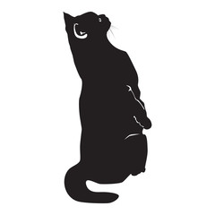 Cat black silhouette on white vector illustration
