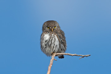 Northern pygmy owl in Wyoming
