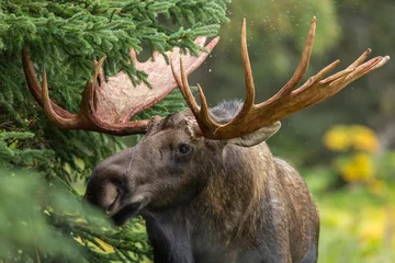 Acrylic prints Moose Alaskan bull moose during autumn rut