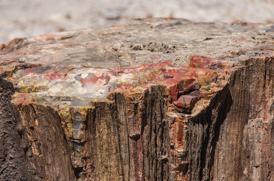 Petrified Wood Stump Close Up