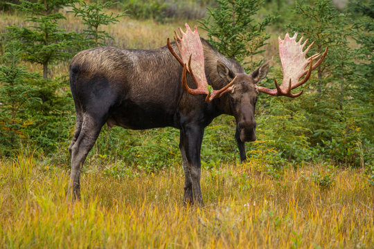 Alaskan bull moose during autumn rut