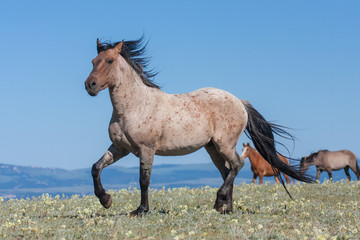 Wild horse or mustang