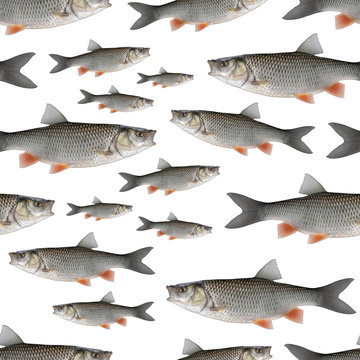 Fishing seamless pattern of fish. Background from chub fish isolated on white.