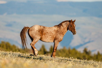 Wild horse or mustang