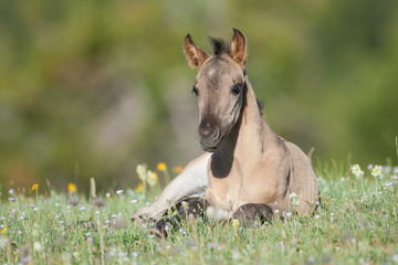 Wild mustang foal in a field of wildflowers