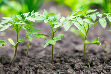 Organic food - Gardening - Fresh Natural Garden Vegetables - Tomatos