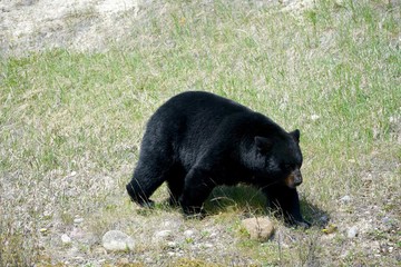 Black Bear in Jasper National Park