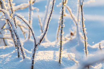 Rosehip in the winter sunlight
