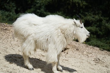 White Mountain Goat in Banff National Park