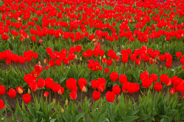Field of Red Tulips